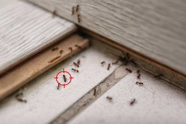Best Emergency Pest Control  in Viroqua, WI