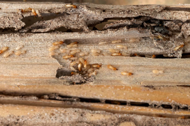 Best Exterminator Services  in Viroqua, WI