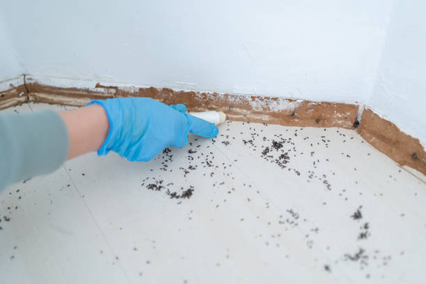 Best Wasp Removal Services  in Viroqua, WI
